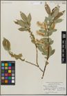 Foto von Salix lucida Muhl.